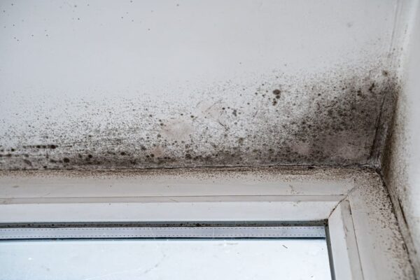 Schimmel, Keller, Fenster